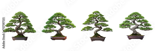 Bonsai pine tree isolated on white background