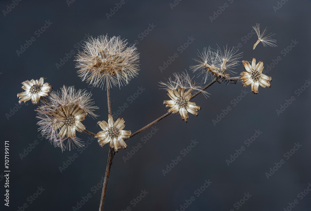 Obraz premium Seeds of tall ironweed