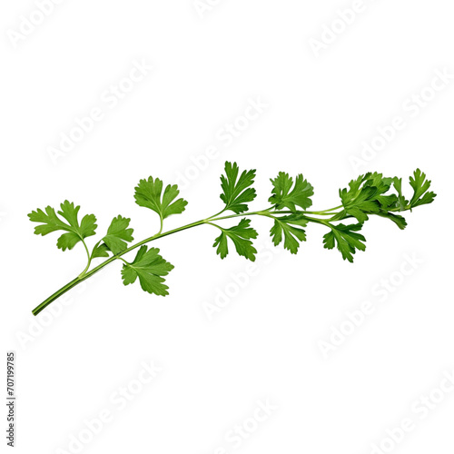 Coriander green leaves isolated transparent  generative AI