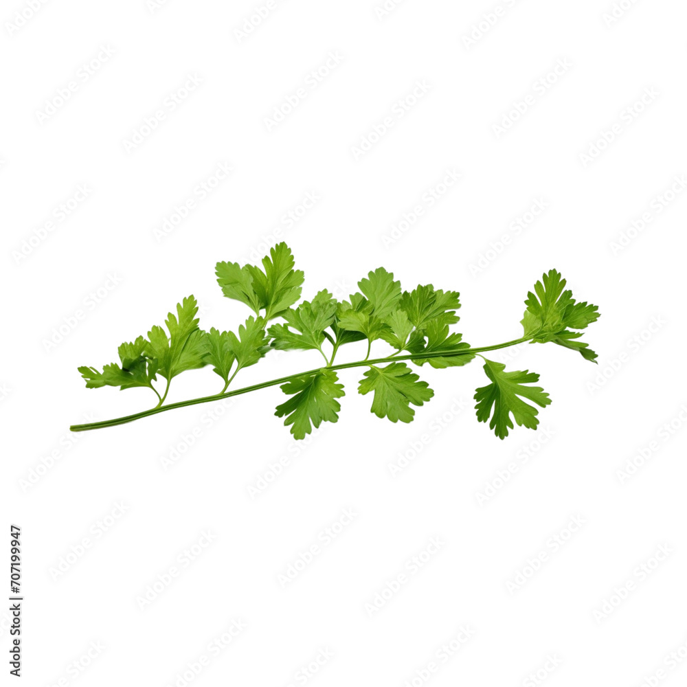Coriander green leaves isolated transparent, generative AI Coriander green leaves isolated transparent, generative AI