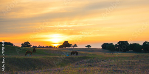 Peaceful scenery with horses and sunset in Haväng, Österlen, Sweden. Selective focus.
