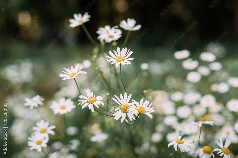 The image is a group of white flowers, possibly belonging to the marguerite daisy, chamomile, or oxeye daisy family.