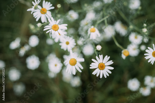 A group of white flowers, including marguerite daisies, chamomiles, oxeye daisies, and other similar blooms 5421.