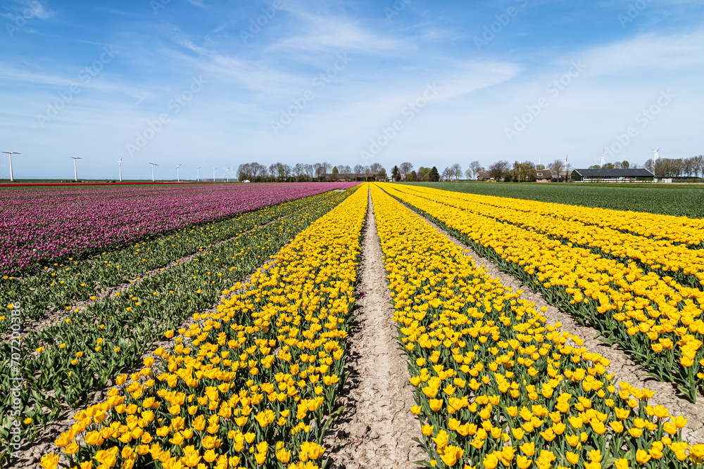 Rows of tulips with different colors on a flower bulb field in Flevoland.