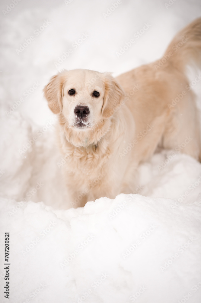 The image is of a golden retriever puppy in the snow 5478.