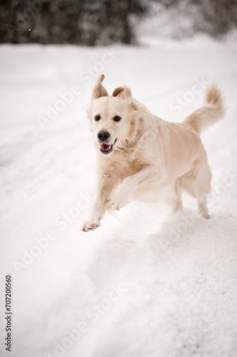 A white dog running in the snow 5482.