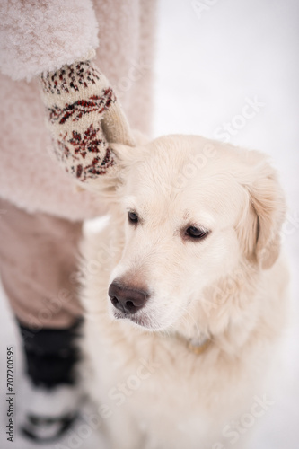 Fototapeta Naklejka Na Ścianę i Meble -  The image shows a dog wearing a sock. The dog appears to be a mix of Akbash and Golden Retriever breeds, with
