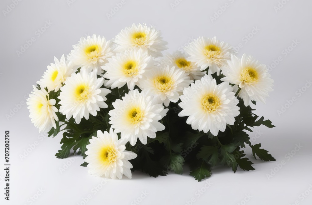 Obraz premium white-yellow chrysanthemums on white background. natural flower background