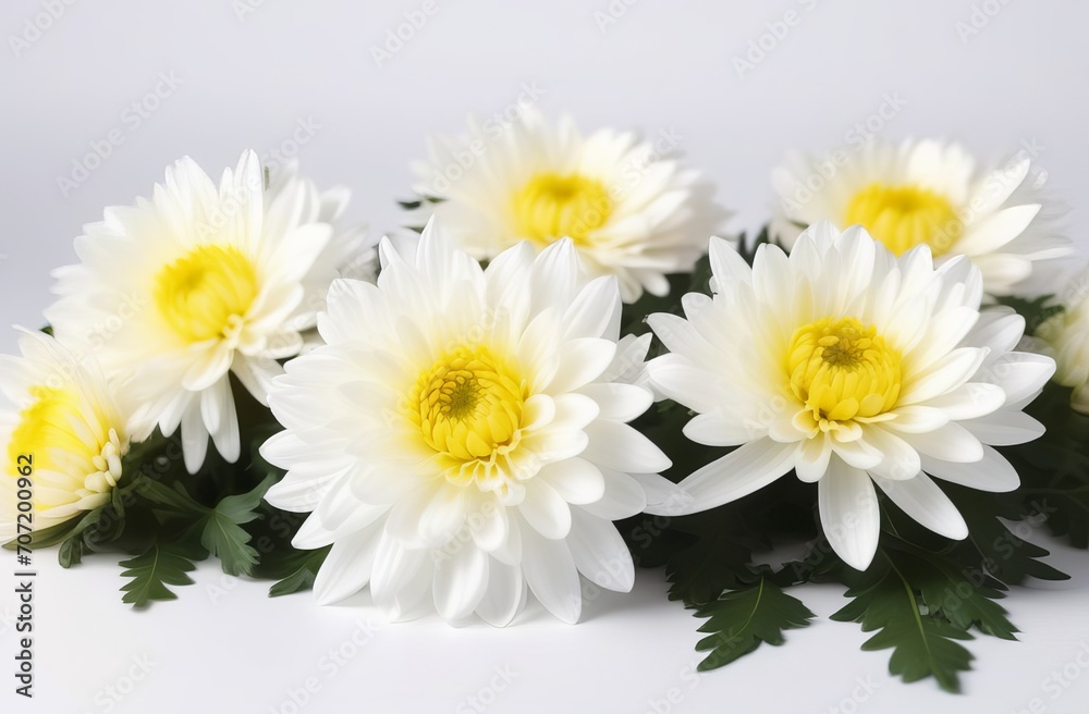Obraz premium white-yellow chrysanthemums on white background. natural flower background