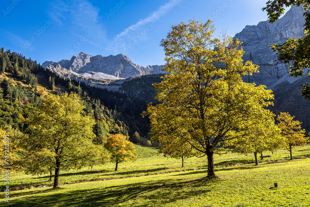 maple trees at Ahornboden, Karwendel mountains, Tyrol, Austria maple trees at Ahornboden, Karwendel mountains, Tyrol, Austria
