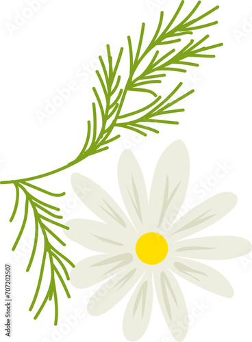 Simple white daisy flower with yellow center and green stem. Floral design el...