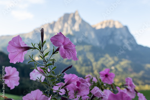 a close-up of a purple petunia with small drops of water on the flower, in the background you can see a big mountain. a colorful flower in the sunset. The mountain Schlern in south tyrol with a flower photo