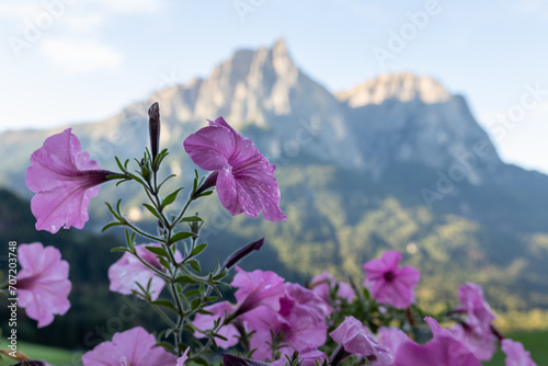 a close-up of a purple petunia with small drops of water on the flower, in the background you can see a big mountain. a colorful flower in the sunset. The mountain Schlern in south tyrol with a flower