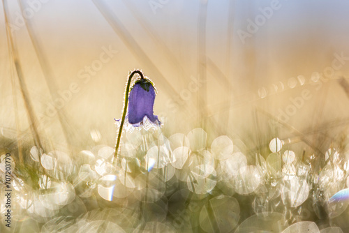 a purple bearded bellflower in the sunlight on a cool morning. Sunrise mood.  Bellflower in the golden hour. 