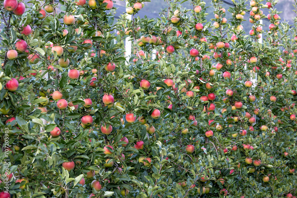 Close-up of an apple orchard in South Tyrol. red ripe apples ready for picking. sessionware in Merano 