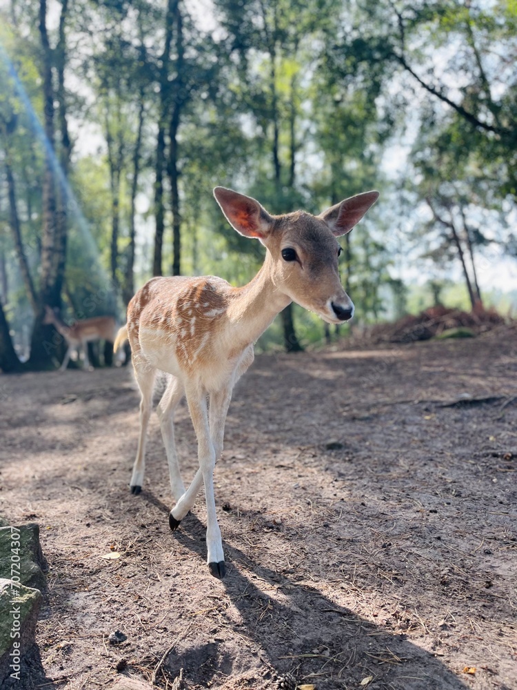 Cute small deer in the national park, fawns in the park Cute small deer in the national park, fawns in the park