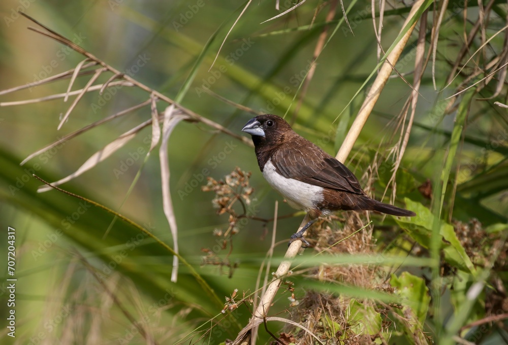 The white-rumped munia or white-rumped mannikin, sometimes called striated finch in aviculture, is a small passerine bird from the family of Estrildidae