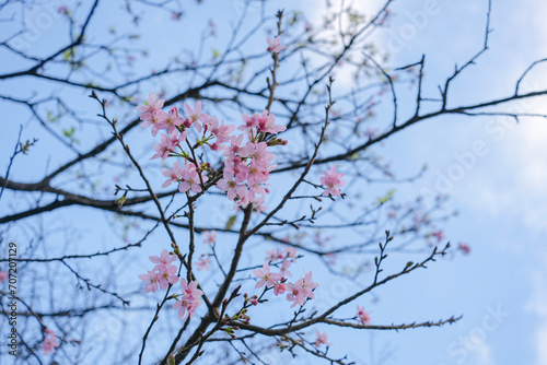 Cherry Blossoms in Early Bloom Against a Spring Sky