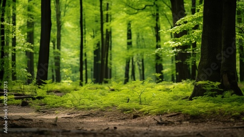 green forest view spring time