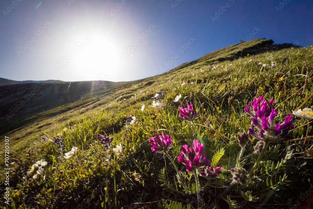 Obraz premium flowers on the mountain