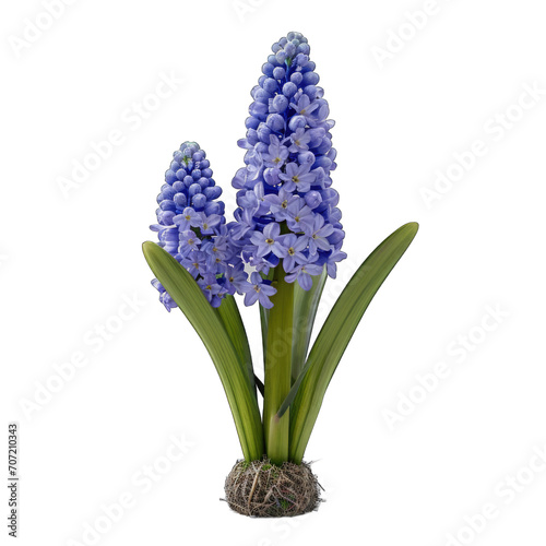 Grape hyacinth isolated on transparent background