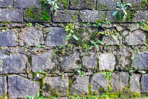 Aged stone wall with interlacing green plants and moss texture