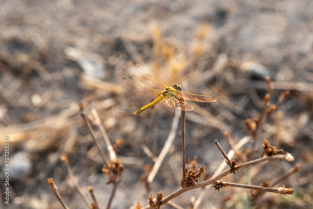 dragonfly on grass dragonfly on grass