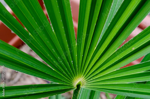 palm tree leaves