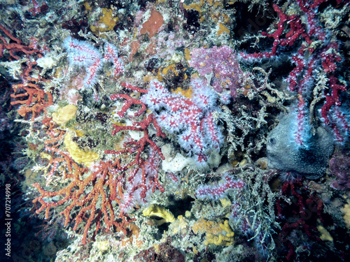 Mediterranean coral reef