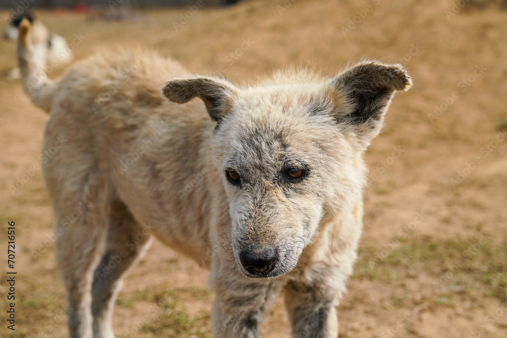 rescued dog recovering from skin disease rescued dog recovering from skin disease