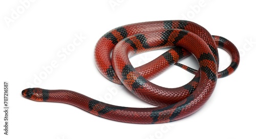 tangerine honduran milk snake lampropeltis triangulum hondurensis photo