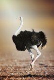 Wild male ostrich walking on rocky plains of etosha