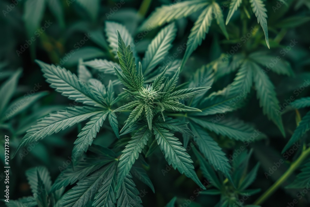 marijuana leaves cannabis plants a beautiful background
marijuana leaves cannabis plants a beautiful background