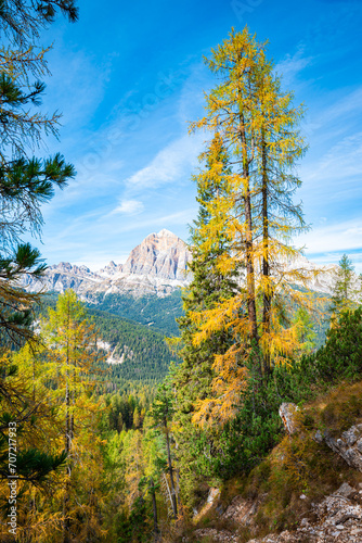 Tall larch trees in autumn colors in Italy's Dolomite mountains
