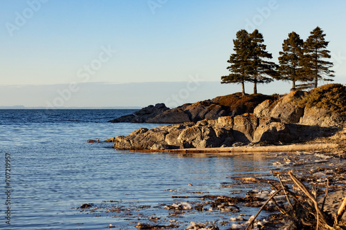 trois arbres sur rocher sur littoral fleuve St-Laurent, horizontal