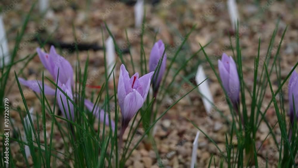Delicate purple blossom, fragility of nature in macro close-up. Delicate purple blossom, fragility of nature in macro close-up.