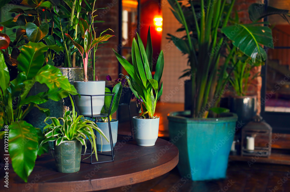 Potted plants on table at home Potted plants on table at home