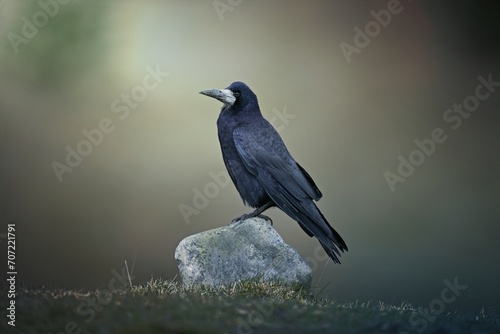 Rook, Corvus frugilegus, single bird on rock, Scotland, Gloucestershire photo