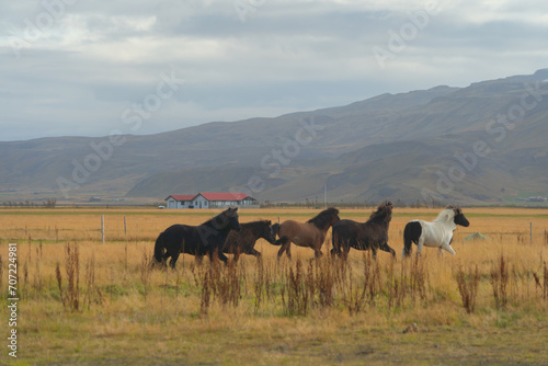 Horses in farm in Iceland in summer season. Animal © tampatra