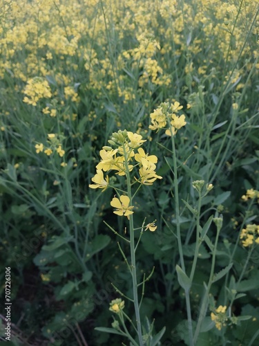 yellow flowers in the garden