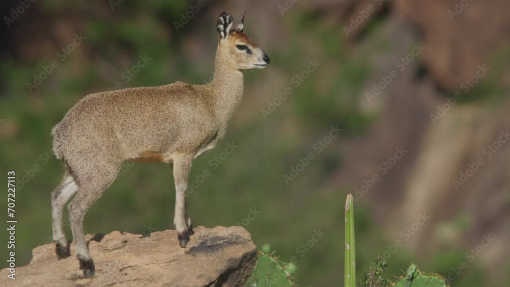 Bokeh shot of a klipspringer scanning the surroundings in Kenya Bokeh shot of a klipspringer scanning the surroundings in Kenya