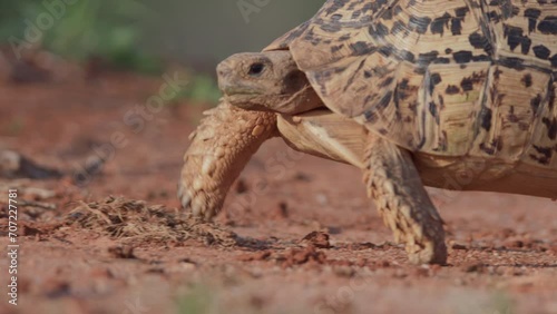 Wide pan shot of a leopard tortoise walking on sand in the afternoon