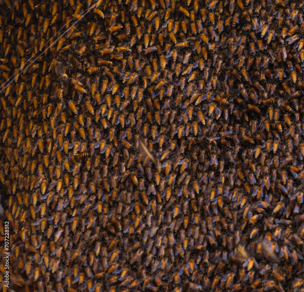 Honey bees live in hive or honeycomb, stitch of the rock crevices. Natural wildlife insects animal found along the way to the cave. Honey bees live in hive or honeycomb, stitch of the rock crevices. Natural wildlife insects animal found along the way to the cave.