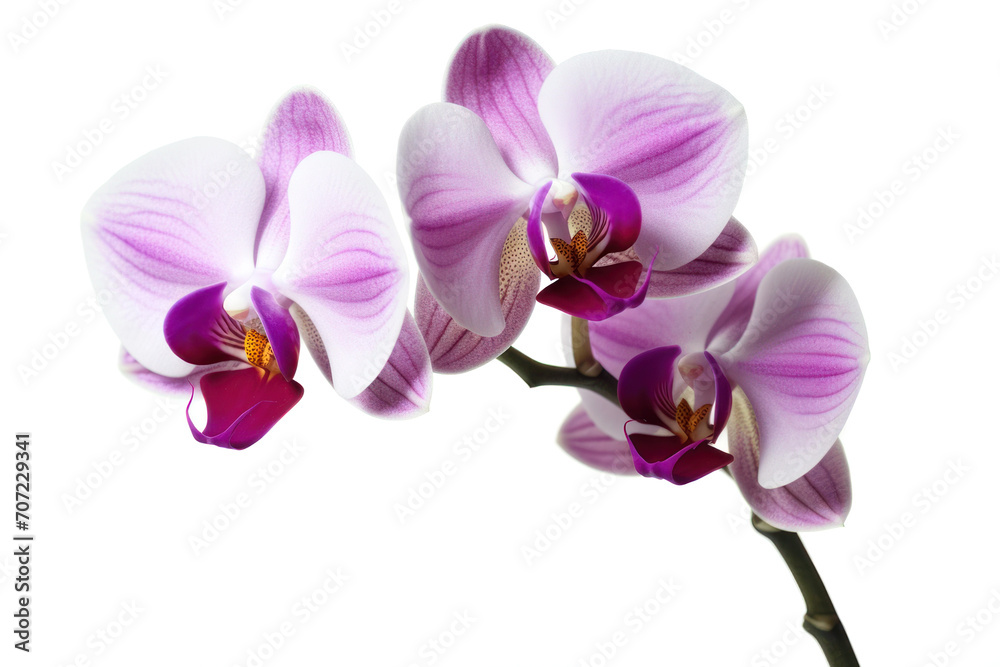 Branch of blooming orchid isolated on white background Branch of blooming orchid isolated on white background