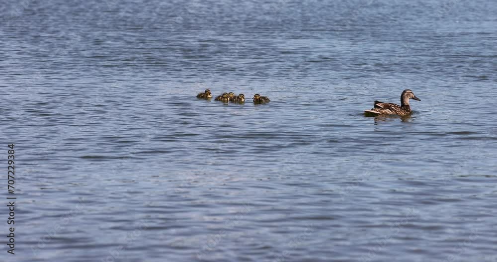 a duck with small ducklings swims on the lake in the summer, young little ducklings with their mother duck on the lake a duck with small ducklings swims on the lake in the summer, young little ducklings with their mother duck on the lake