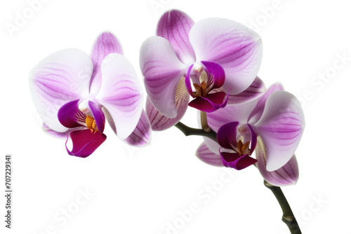 Branch of blooming orchid isolated on white background