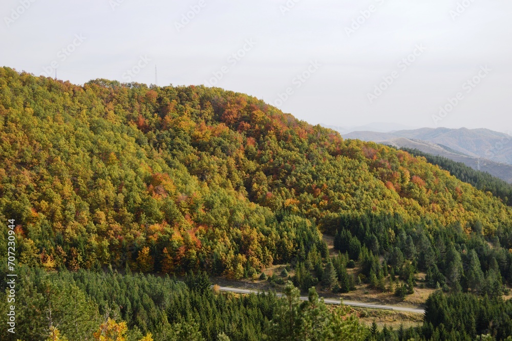 a forest full of colorful autumn leaves