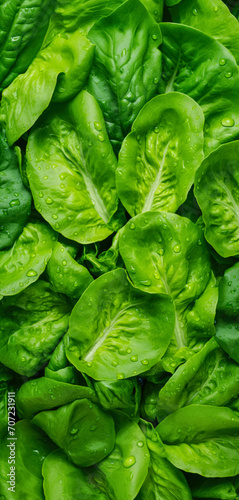 Fresh lettuce green leaves with water drops over it, closeup macro detail vertical banner. Generative AI