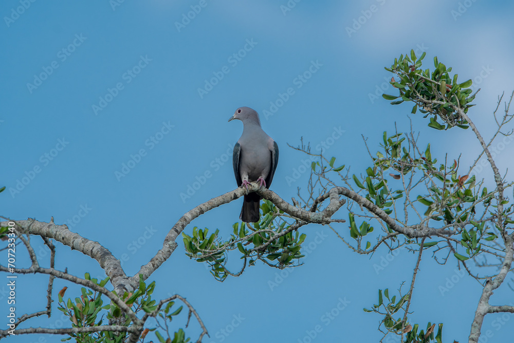 The green imperial pigeon is a large forest pigeon. Its broad range extends from Nepal, southern India and Sri Lanka eastward to southern China, Indonesia and the Philippines.. The green imperial pigeon is a large forest pigeon. Its broad range extends from Nepal, southern India and Sri Lanka eastward to southern China, Indonesia and the Philippines..