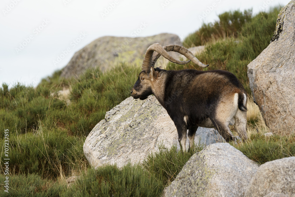 The Iberian Ibex, Spanish Ibex, Spanish wild goat or Iberian wild goat is a species of Ibex with four subspecies. The Iberian Ibex, Spanish Ibex, Spanish wild goat or Iberian wild goat is a species of Ibex with four subspecies.